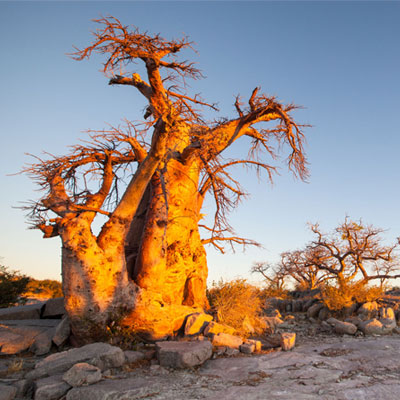 Nxai Pan - Tree