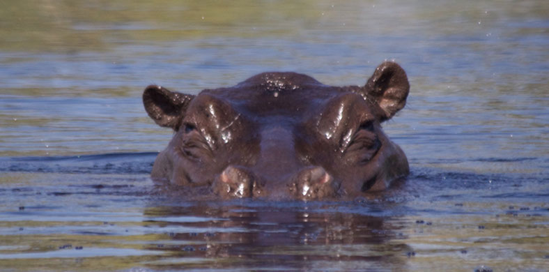 Okavango Delta by Boat picture of hippo 