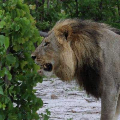 Lion in Moremi