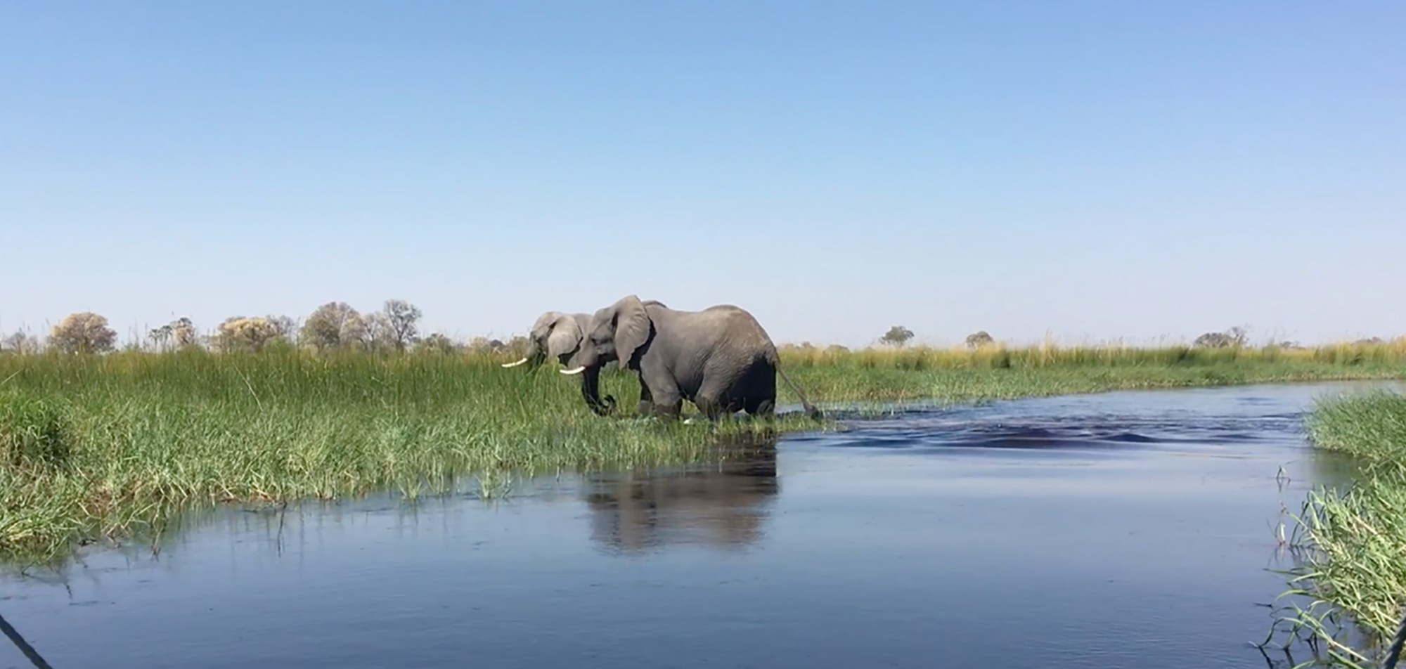 elephants on the delta