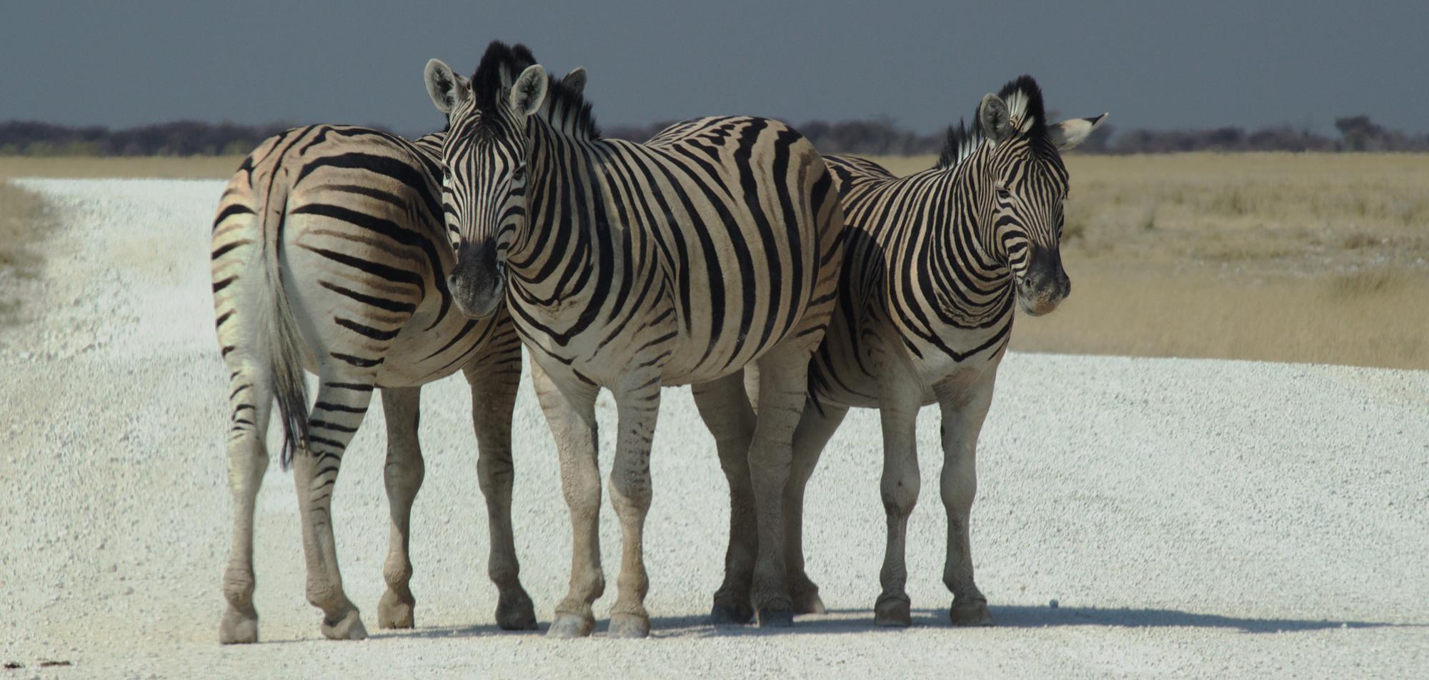 Maun to Victoria Falls