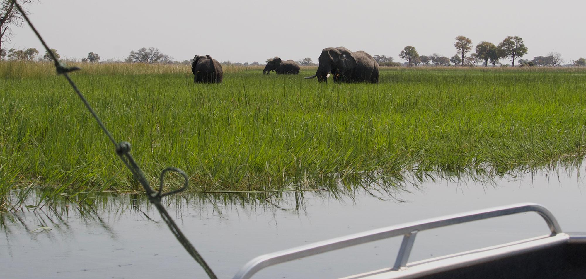 Delta by Boat