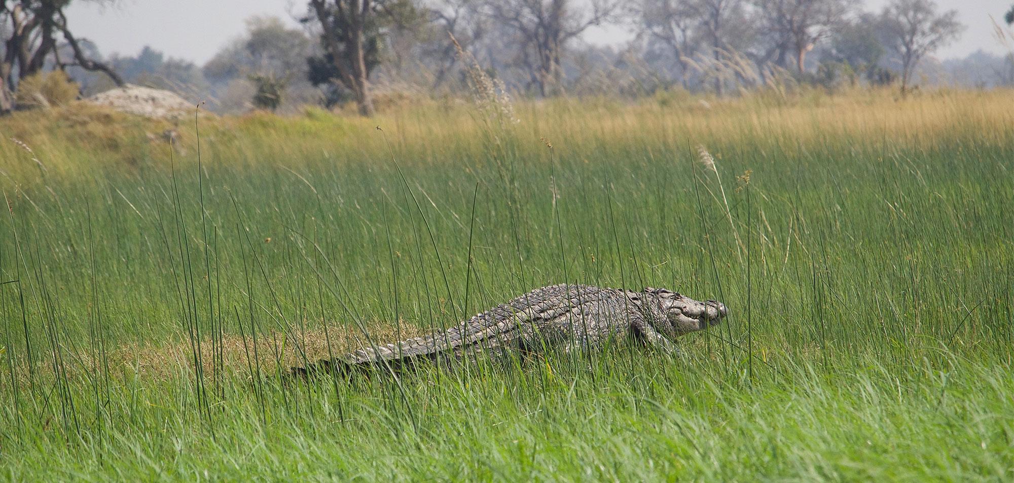 Delta by Mokoro Crocodile