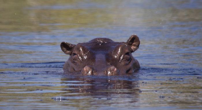 Okavango Delta by Boat picture of hippo 