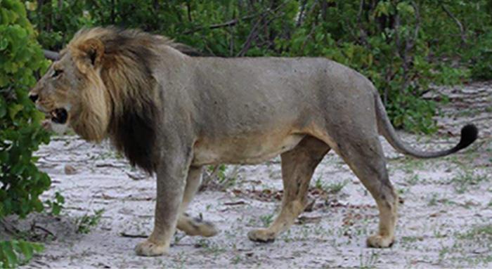 Lion in Moremi