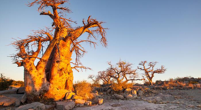 Nxai Pan - Tree